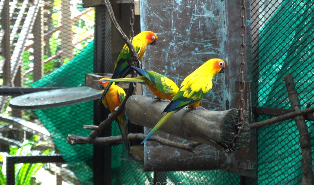 KL tower mini zoo